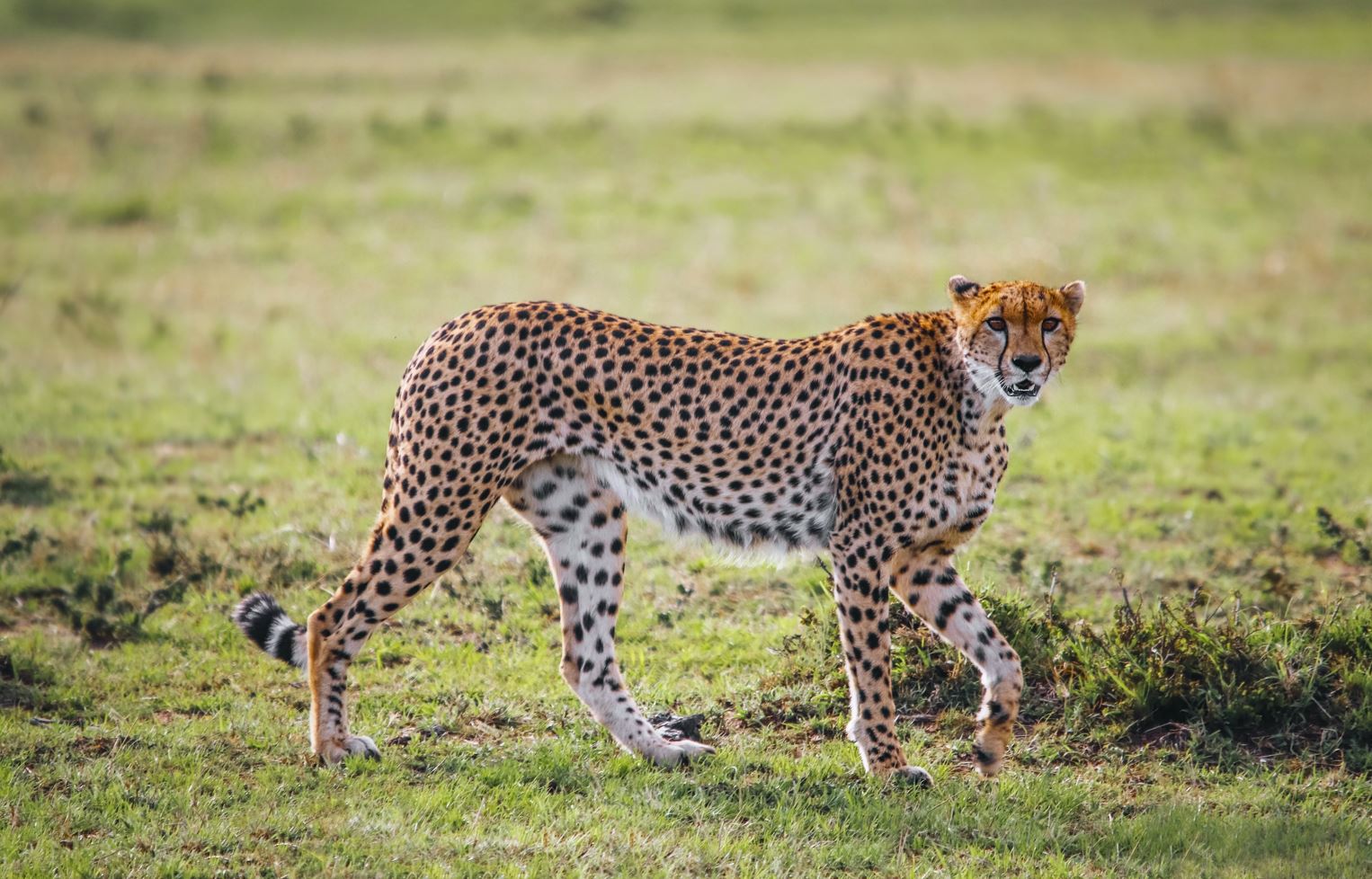camping safari