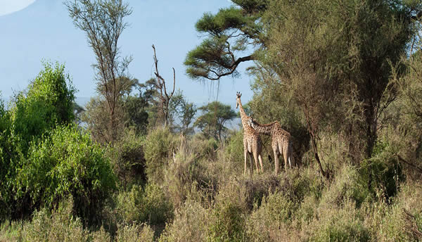 Northern Tanzania Safari
