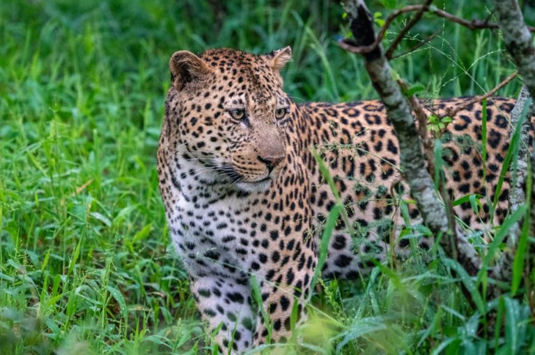 luxury safari