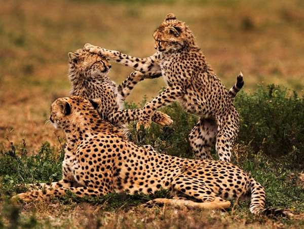 Luxury Tanzania Safar