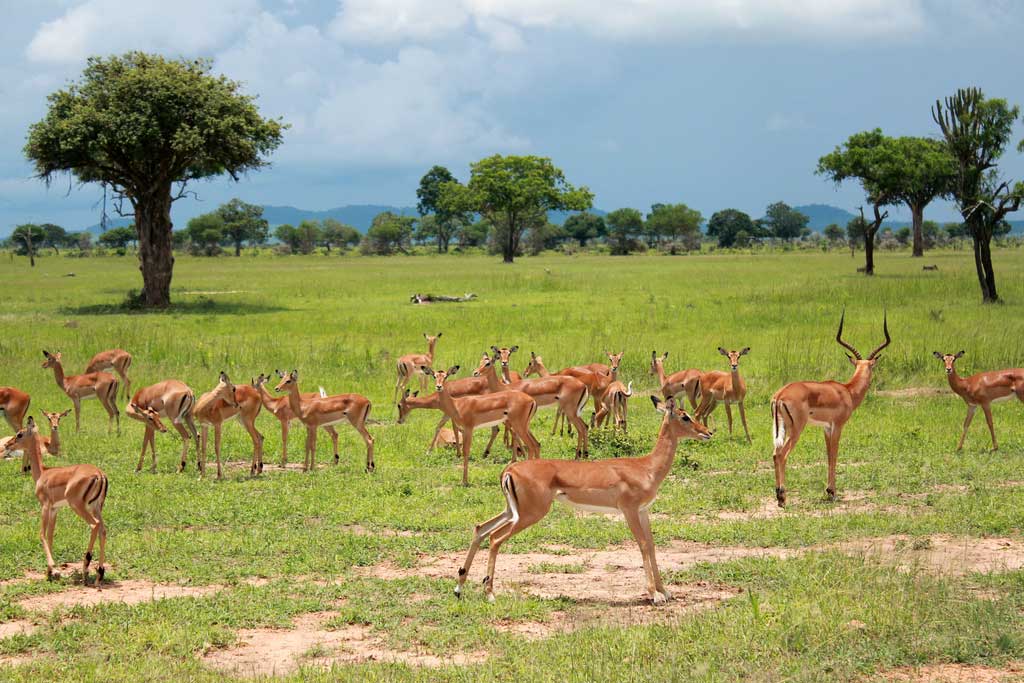  Luxury Safari