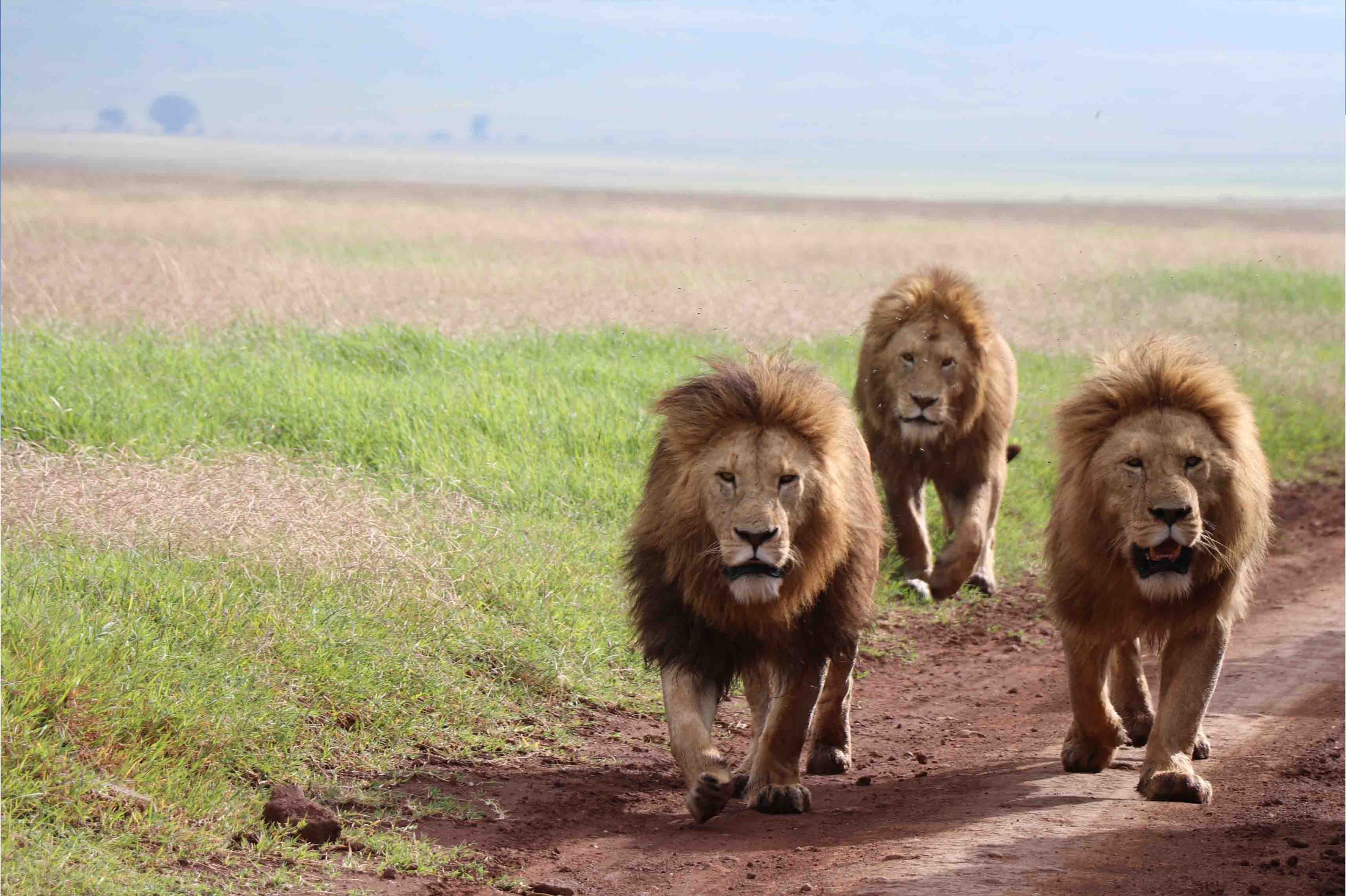 luxury safari