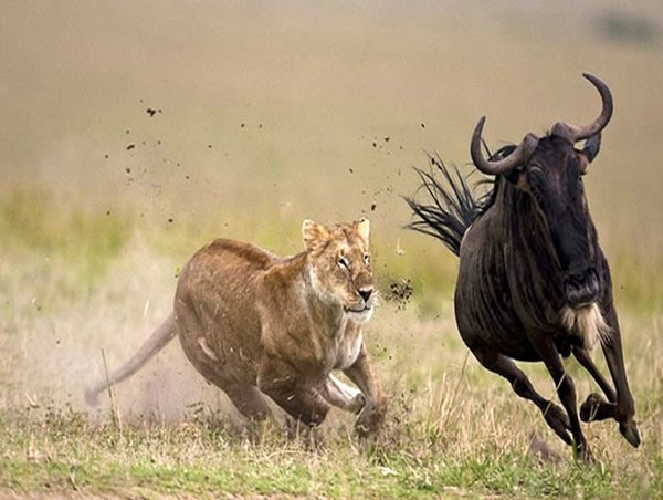 Luxury Safari