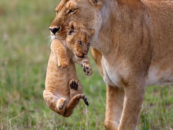 Northern Safari