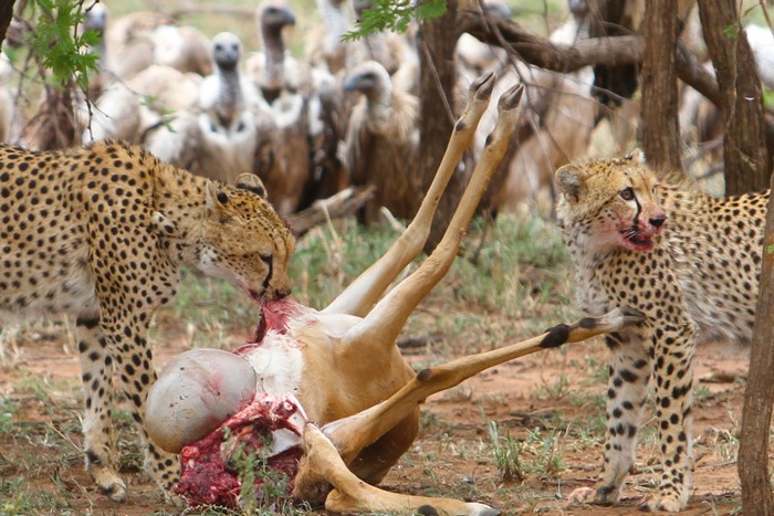 Safari Destinations