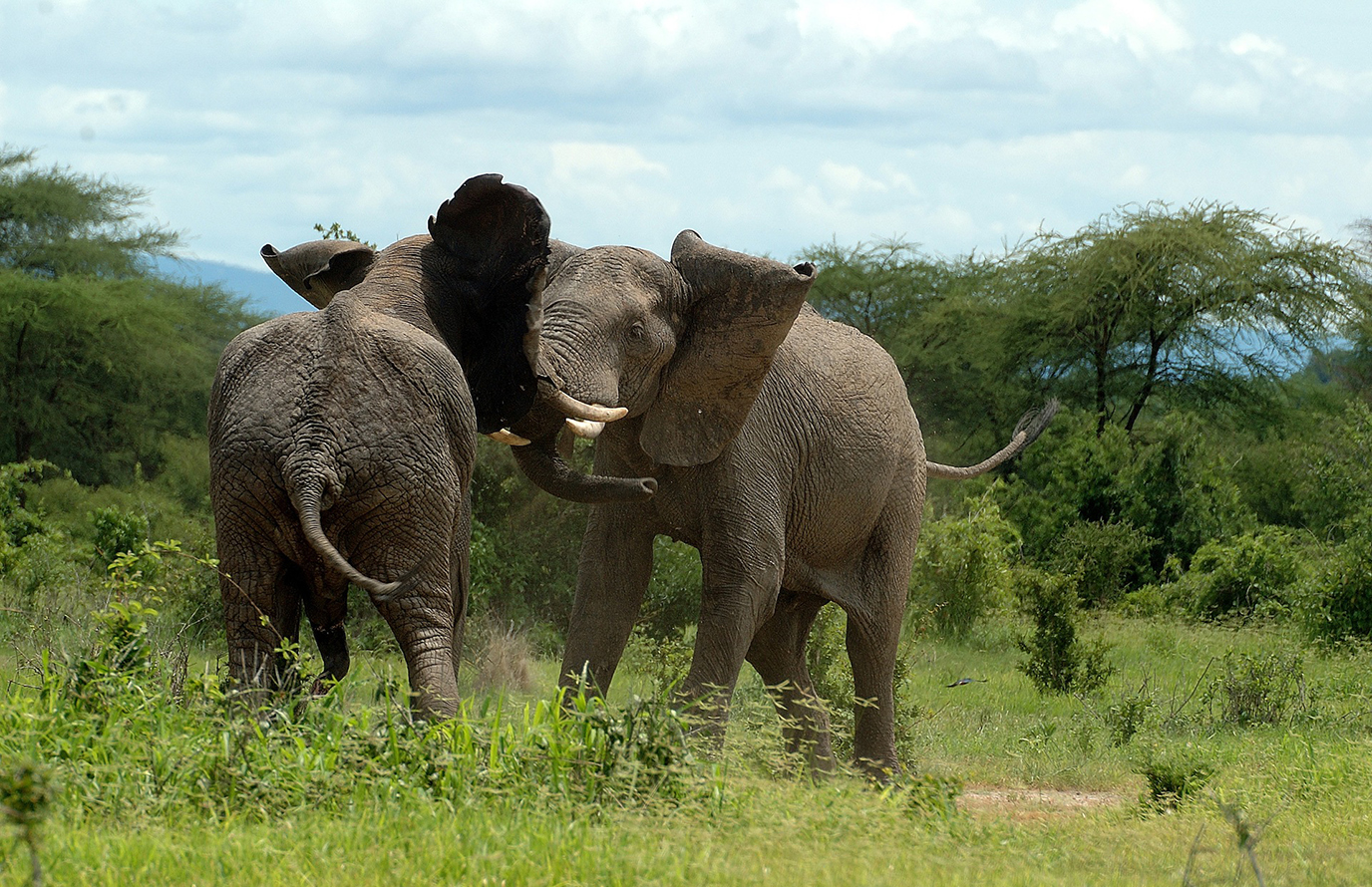 luxury safari