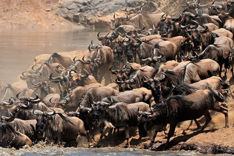 Great Migration