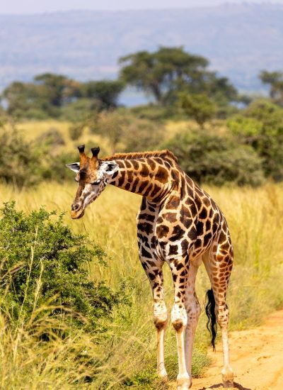 Giraffe 2