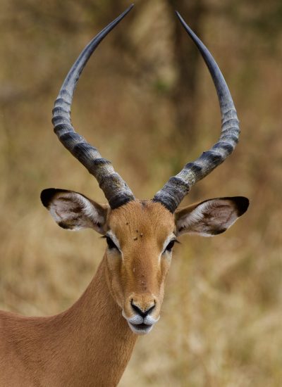 Impala Tarangire