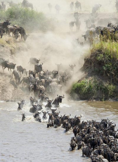 Migration Sere