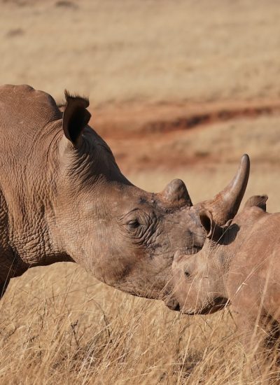 Mkomazi rhinos