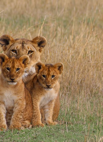 Ngorongoro lions