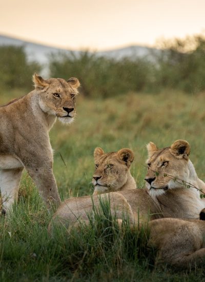 Serengeti Lion 1