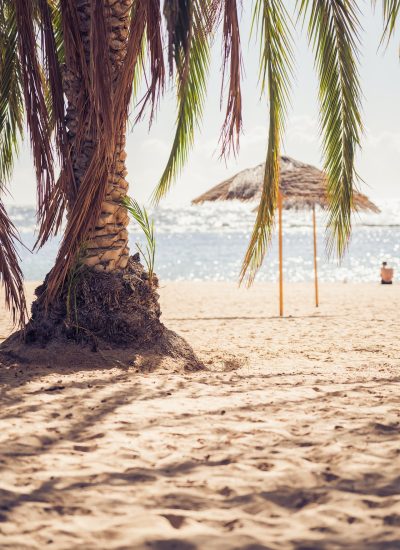 Zanzibar palm